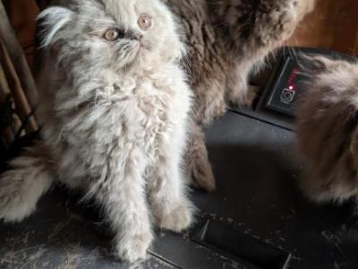 Precious Pearl - Persian - Gallery Photo #1