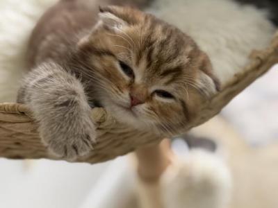 Alvin Scottish Fold Male - Scottish Fold - Gallery Photo #1