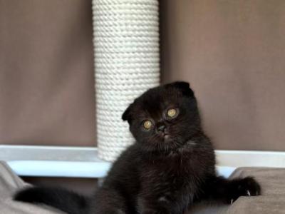 Nala - Scottish Fold - Gallery Photo #1