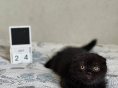 Nelson - Scottish Fold - Gallery Photo #1