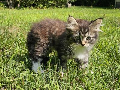 Siberian Kitten Siberian Hunter - Siberian - Gallery Photo #1