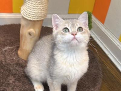 Sky - British Shorthair - Gallery Photo #1