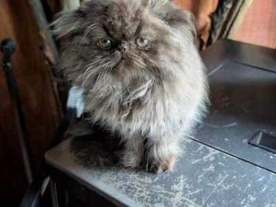 Choco Male - Persian - Gallery Photo #1