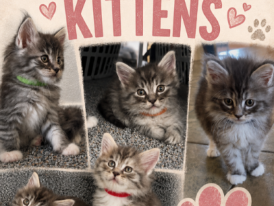 Maine Coon Kittens 1Male 3 Female's - Maine Coon - Gallery Photo #1