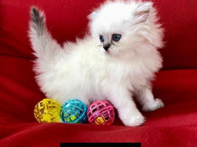 Kitten 1 Everest & Lyric Litter Himalayan Persians - Himalayan - Gallery Photo #1