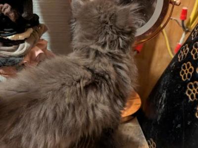 Big Boy Brown - Persian - Gallery Photo #1
