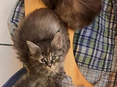 Maisy - Maine Coon - Gallery Photo #1