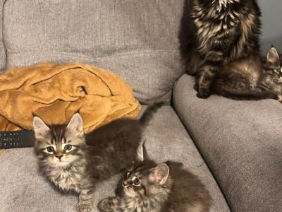 Rolo - Maine Coon - Gallery Photo #1
