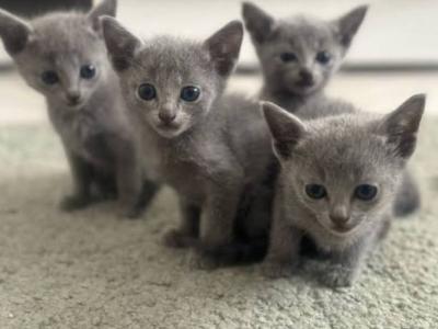 1st Russian Blue Litter - Russian Blue - Gallery Photo #1