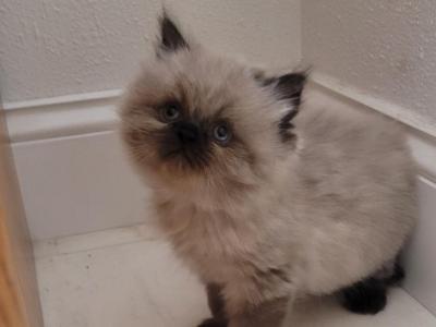 George - Himalayan - Gallery Photo #1