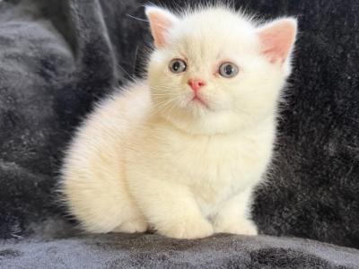 Butterscotch - Persian - Gallery Photo #1
