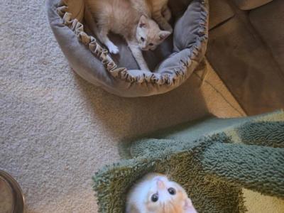 Half Siamese Ready Now - Siamese - Gallery Photo #1