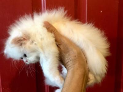 Kitten 2 Everest & Lyric Litter Himalayan - Himalayan - Gallery Photo #1