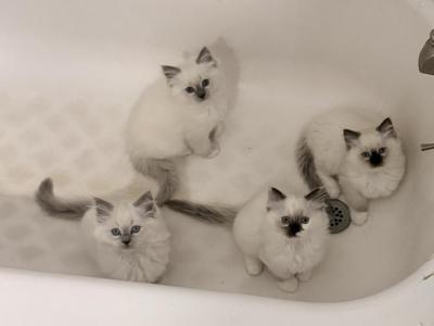 No Name - Ragdoll - Gallery Photo #1