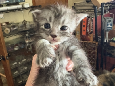 Astrids - Maine Coon - Gallery Photo #1