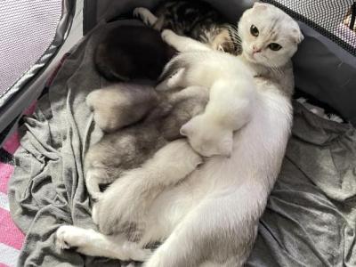 Scottish Fold And Straight Litter - Scottish Fold - Gallery Photo #1