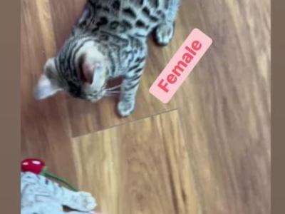 Bengal Kitten  Charcoal Silver  Female - Bengal - Gallery Photo #1