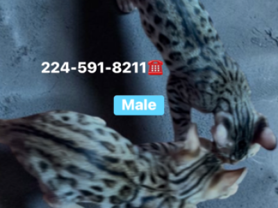 BENGAL KITTEN  CHARCOAL MALE - Bengal - Gallery Photo #1