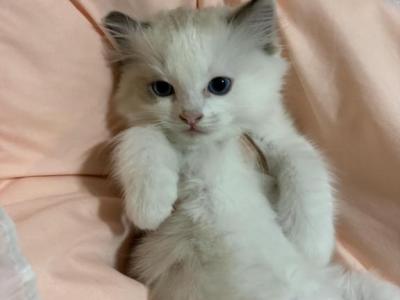 Beauty - Ragdoll - Gallery Photo #1