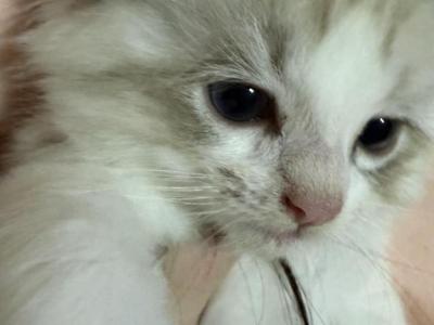 Persephone - Ragdoll - Gallery Photo #1