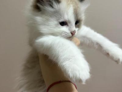 Spots - Ragdoll - Gallery Photo #1