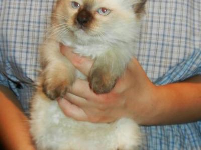 Seal Point Boy - Ragdoll - Gallery Photo #1
