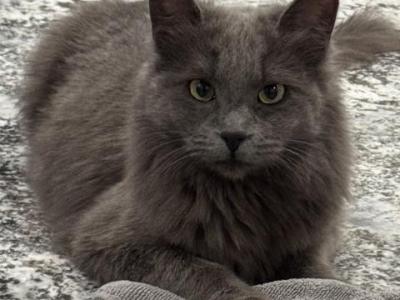 Fiona - Domestic - Gallery Photo #1