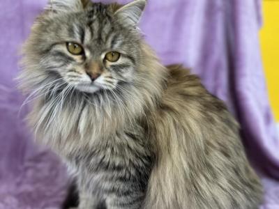 Tinker Bell - Siberian - Gallery Photo #1