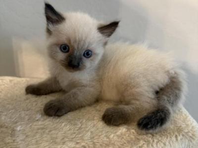 Milo - Ragdoll - Gallery Photo #1
