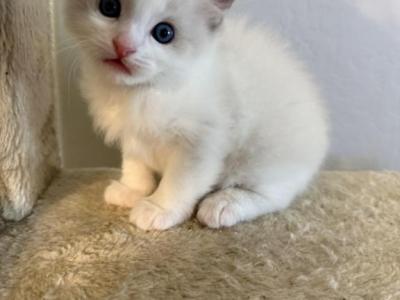 Teddy - Ragdoll - Gallery Photo #1