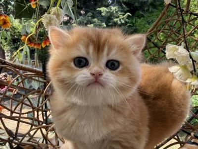 Golden - British Shorthair - Gallery Photo #1