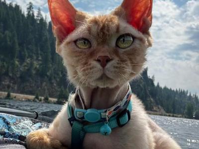 Thomas_J - Devon Rex - Gallery Photo #1