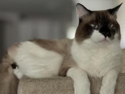 Luis - Ragdoll - Gallery Photo #1