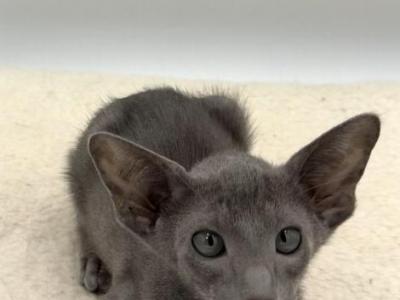 Bentley - Oriental - Gallery Photo #1