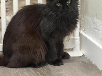 Zuri - Maine Coon - Gallery Photo #1