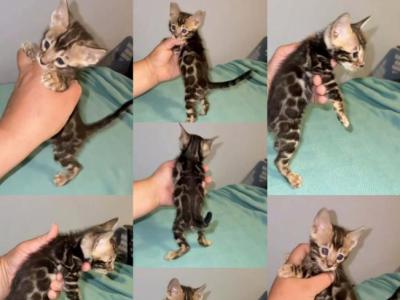 Leo - Bengal - Gallery Photo #1