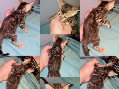 Sierra - Bengal - Gallery Photo #1