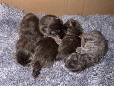 Asgard Arrakis Litter - Maine Coon - Gallery Photo #1