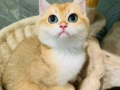 Goldie - British Shorthair - Gallery Photo #1