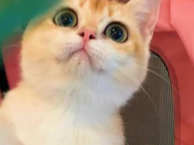 Beauty - British Shorthair - Gallery Photo #1