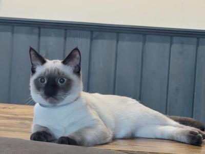 TOMMY - Siamese - Gallery Photo #1
