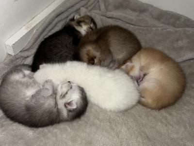 Sanny Litter - Scottish Fold - Gallery Photo #1