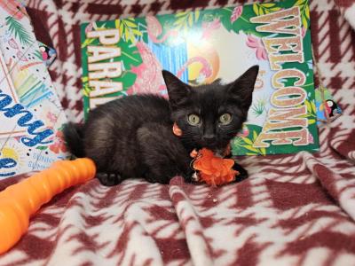 Domestic Short Hair 2 M - Domestic - Gallery Photo #1