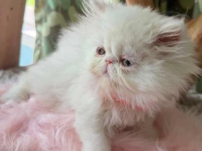White Kitten Female Ready To Go - Persian - Gallery Photo #1