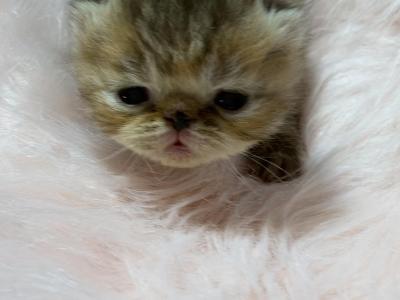 Exotic Tabby Female - Exotic - Gallery Photo #1