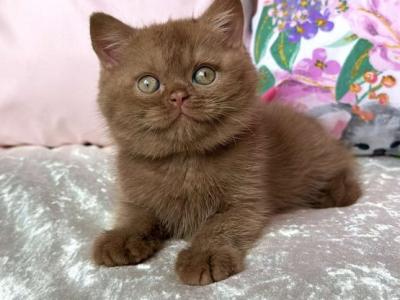 British Melvin - British Shorthair - Gallery Photo #1