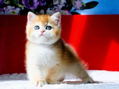 British Tiffany - British Shorthair - Gallery Photo #1
