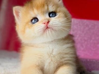British Simba - British Shorthair - Gallery Photo #1
