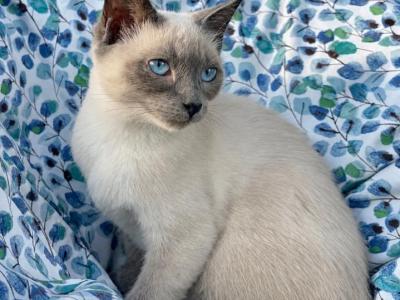 Azul - Siamese - Gallery Photo #1