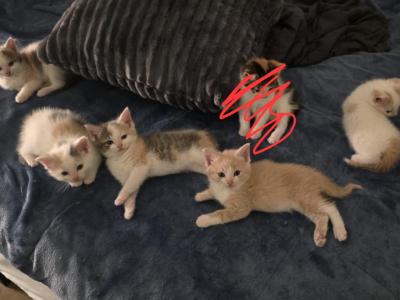 Ill Let You Name Them - Domestic - Gallery Photo #1